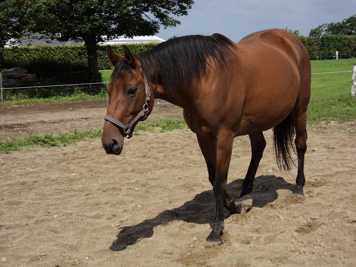 Dansk Varmblod Lobell <3 R.I.P <3 - MÅ IKKE KOPIERES billede 16