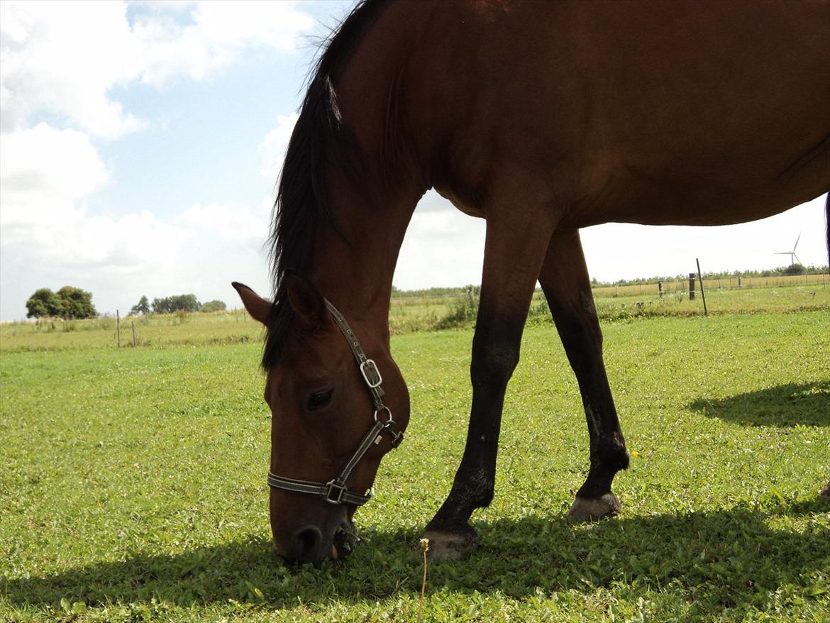 Dansk Varmblod Lobell <3 R.I.P <3 - MÅ IKKE KOPIERES billede 19