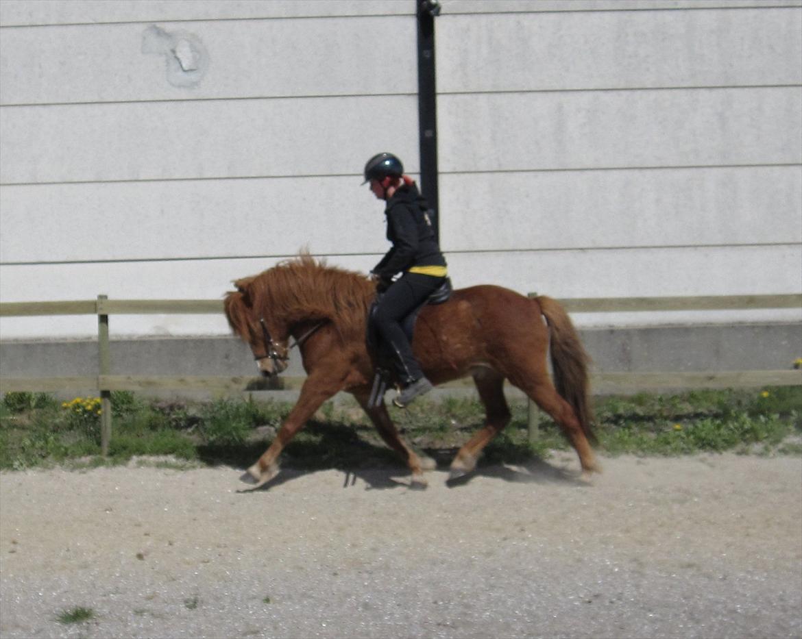 Islænder Dyggur fra Tranten - Til træning ved Heidi:-) billede 15