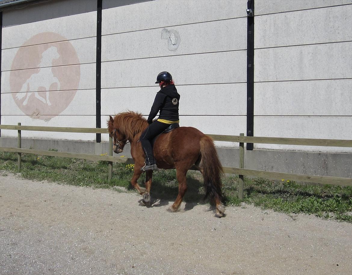 Islænder Dyggur fra Tranten billede 20