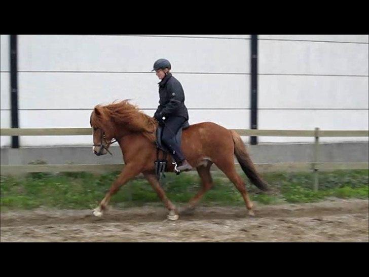 Islænder Dyggur fra Tranten - da han blev redet til, ved heidi.. det er ca 2½ år siden:-) billede 6