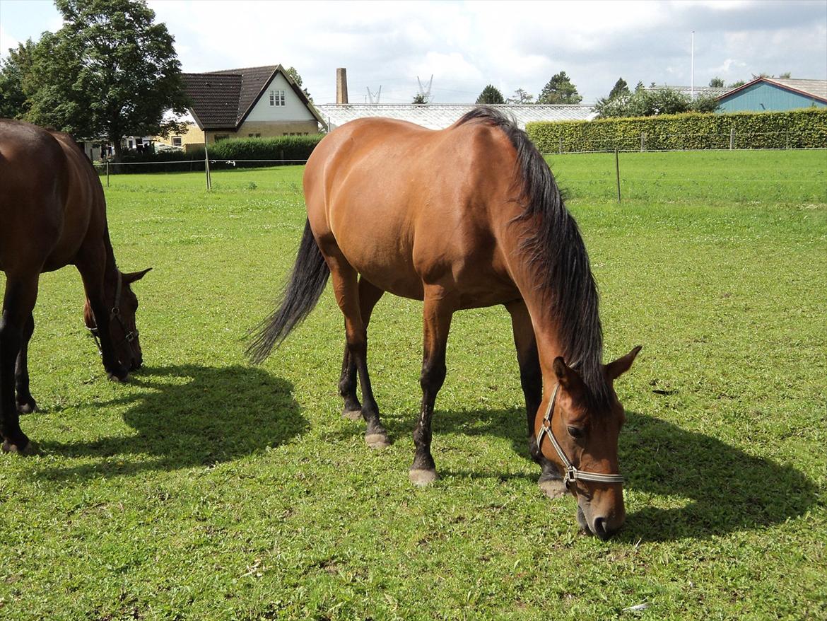 Dansk Varmblod Lobell <3 R.I.P <3 - MÅ IKKE KOPIERES billede 17