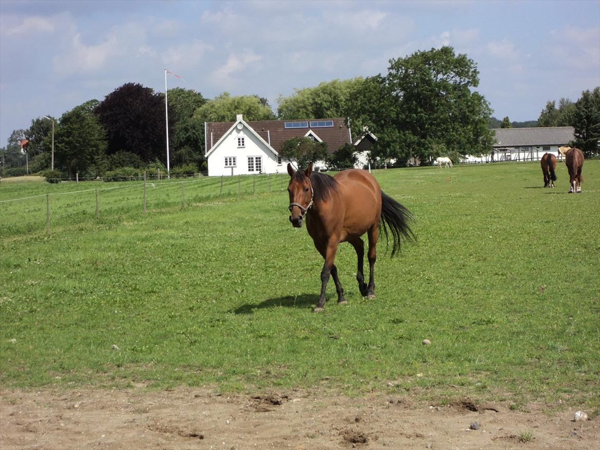 Dansk Varmblod Lobell <3 R.I.P <3 - MÅ IKKE KOPIERES billede 14