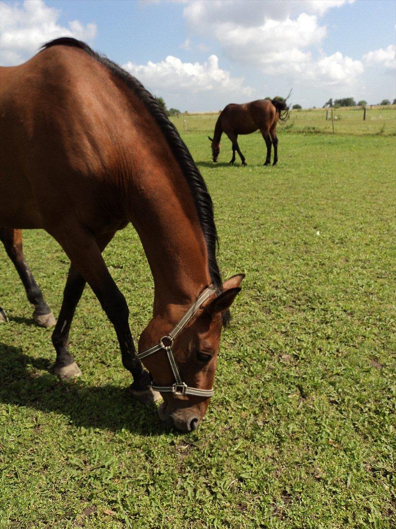 Dansk Varmblod Lobell <3 R.I.P <3 - MÅ IKKE KOPIERES billede 13