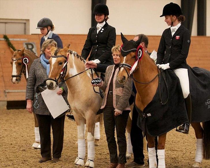 Hollandsk Sportspony Lasco A-pony  (SOLGT)  - vinder ECCO 2011 m. 69.9 i prm og 74.6 i kür billede 19