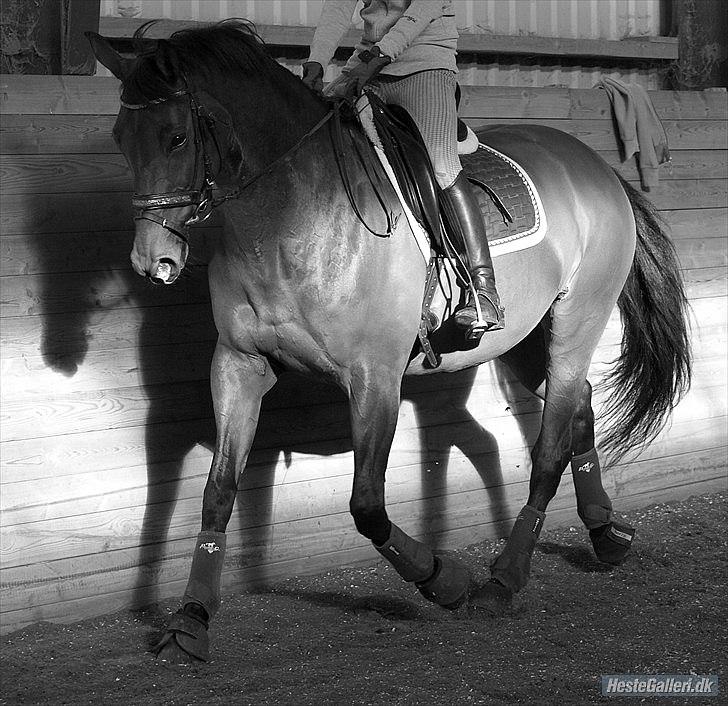 Trakehner Natacha (Møffe) - Undervisning ved Jan:) billede 2