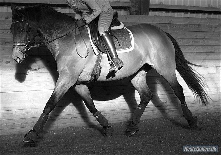 Trakehner Natacha (Møffe) - :P billede 3