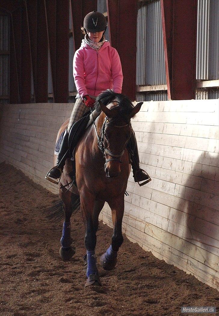 Trakehner Natacha (Møffe) - undervisning:) billede 4