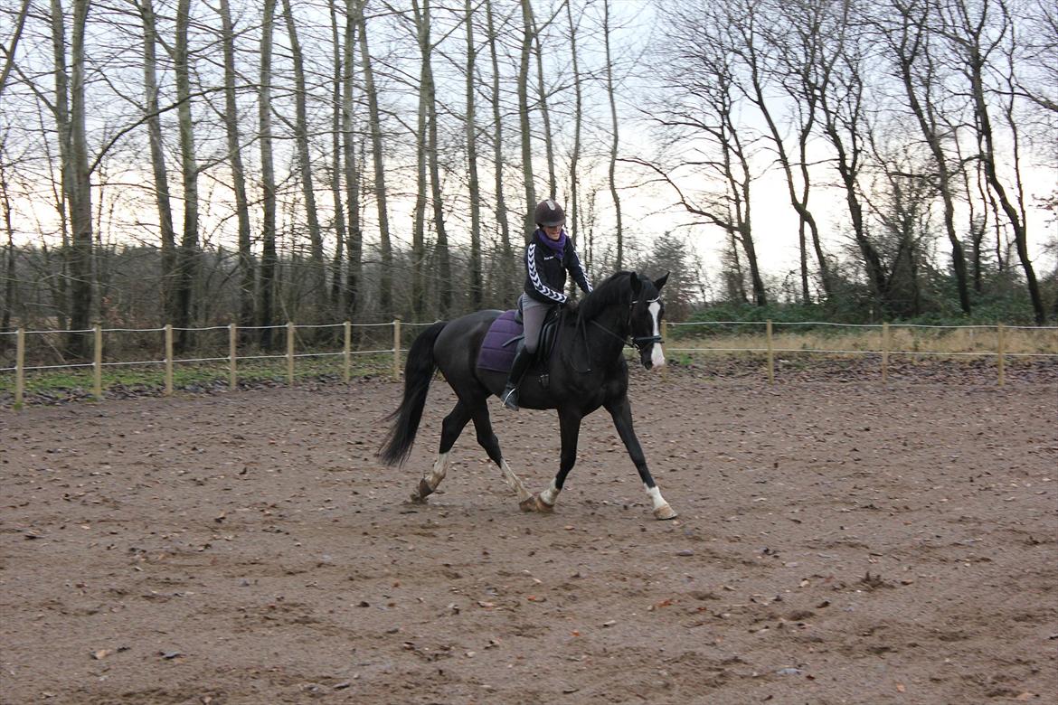 Oldenborg Faust - Faust efter at have været redet knap 1 1/2 måned :) billede 13