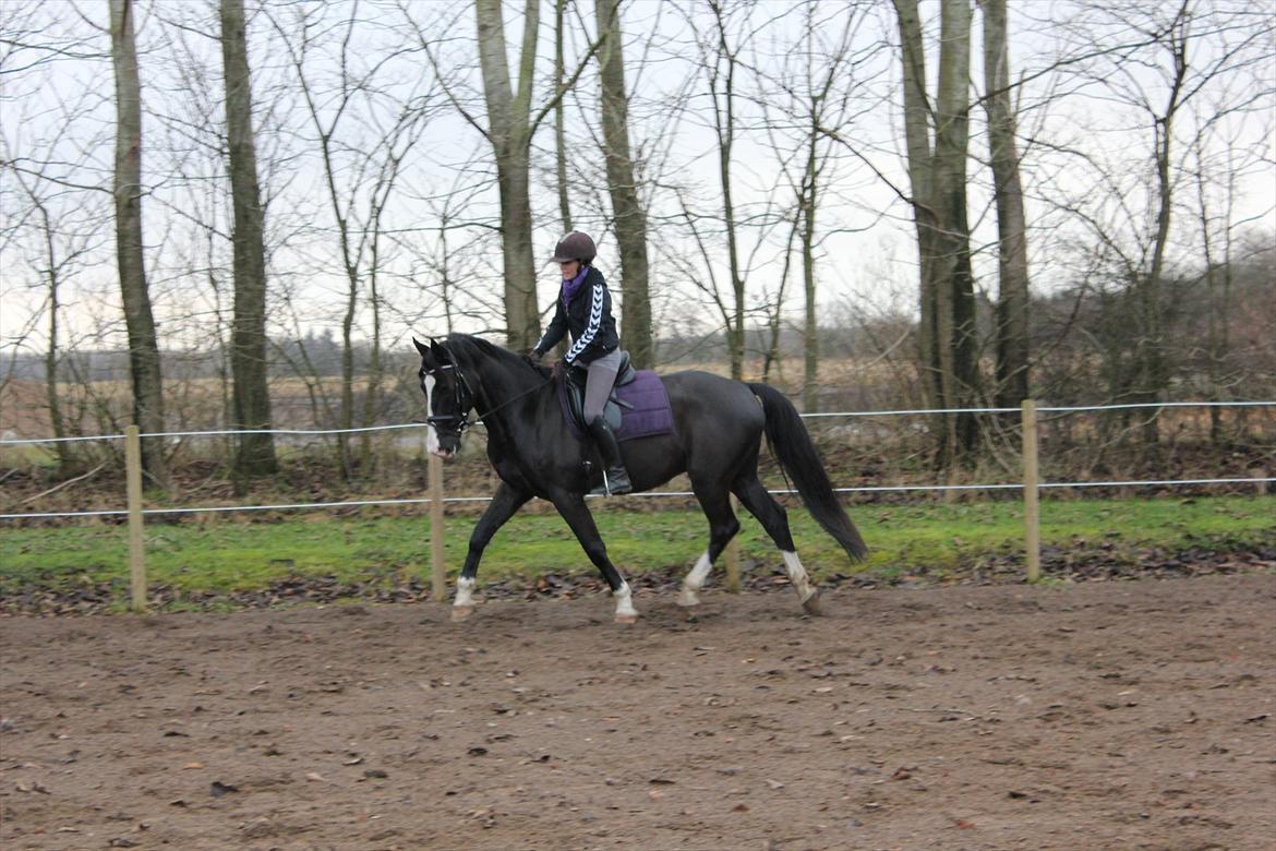 Oldenborg Faust - Redet 1 1/2 måned. billede 15