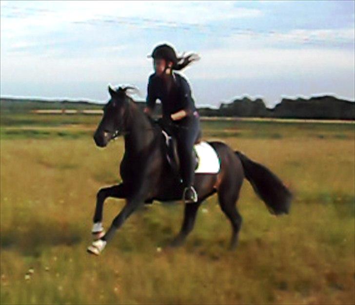 Anden særlig race Rose *REGIONSMESTER 2010* - Fuld fart hen over marken i sommers! :D billede 17