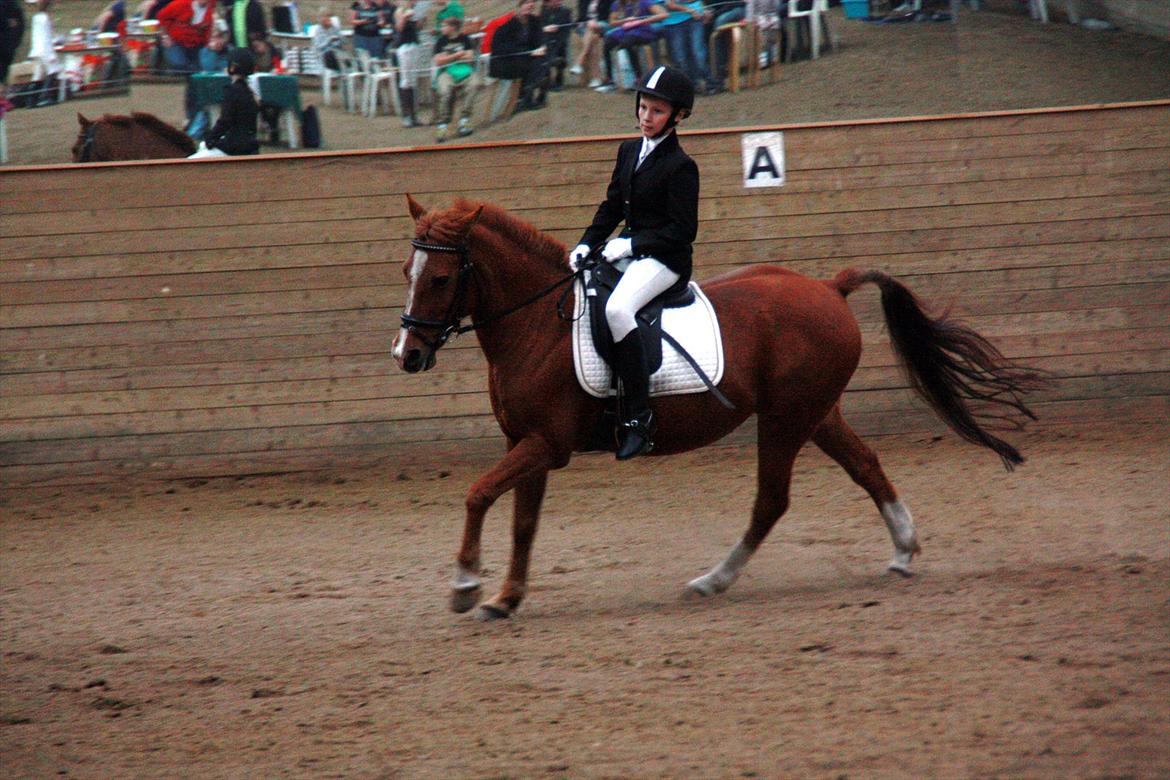 Anden særlig race Carlo  - 7 ♥ Mig og Carlo LC2 
Fik en 3 plads og red til 69,9%
[ Foto: Line ] ♥ 24 september 2011
 billede 7