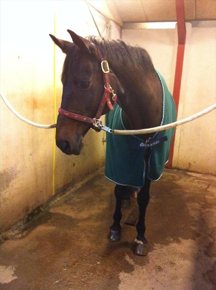 Trakehner Thjalfe - Dejlige Thjalfe, vi skyller ben efter dagens træning billede 3