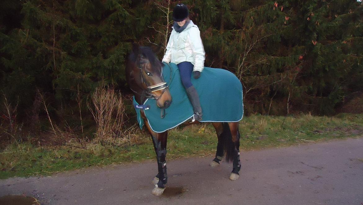 Trakehner Thjalfe - Efter træning lidt kær er du nu  billede 4