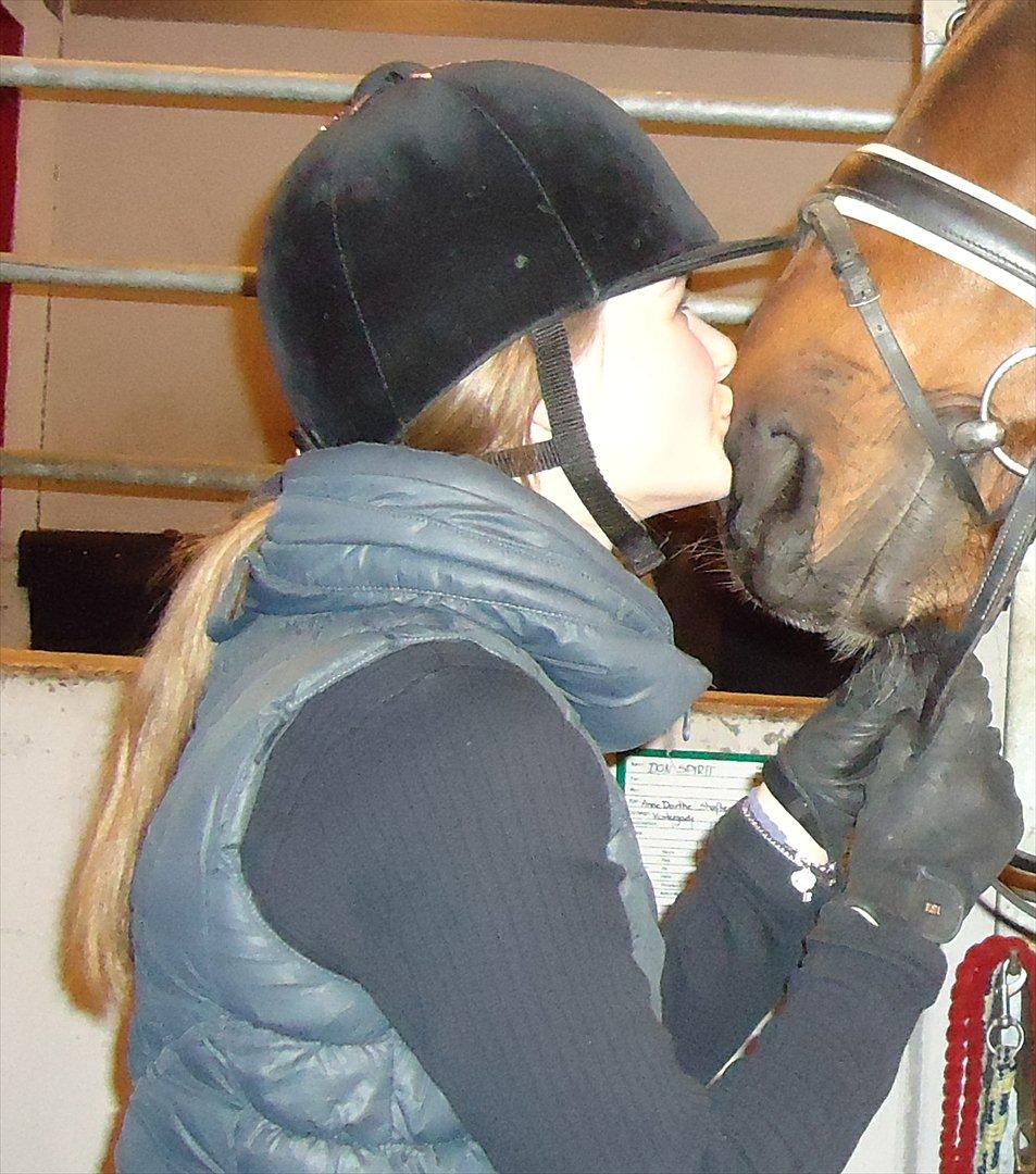 Trakehner Thjalfe - Sød det er du billede 5