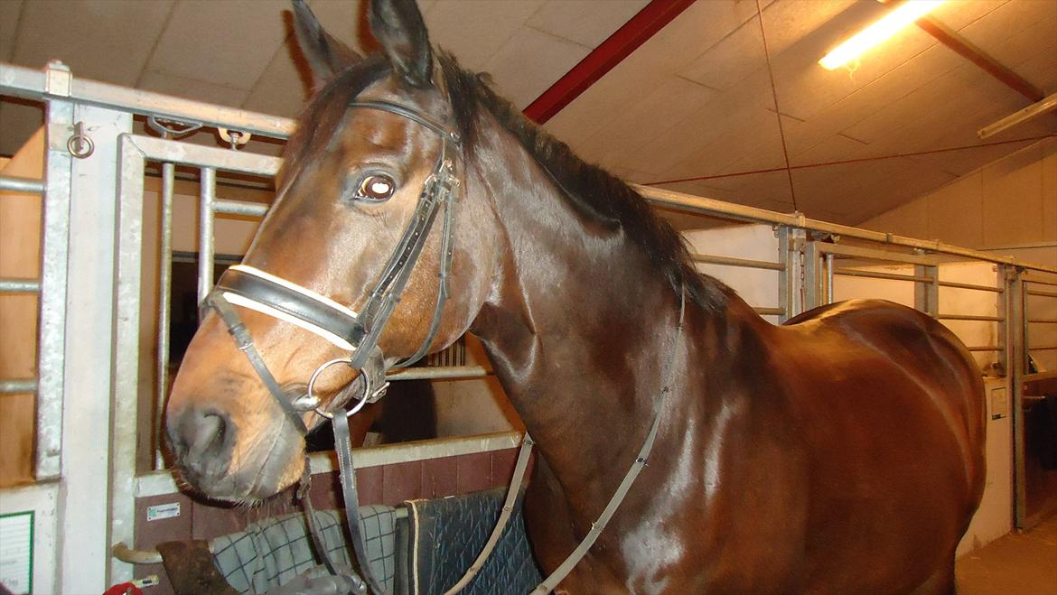 Trakehner Thjalfe - Thjalfe vinteren 2011 billede 6