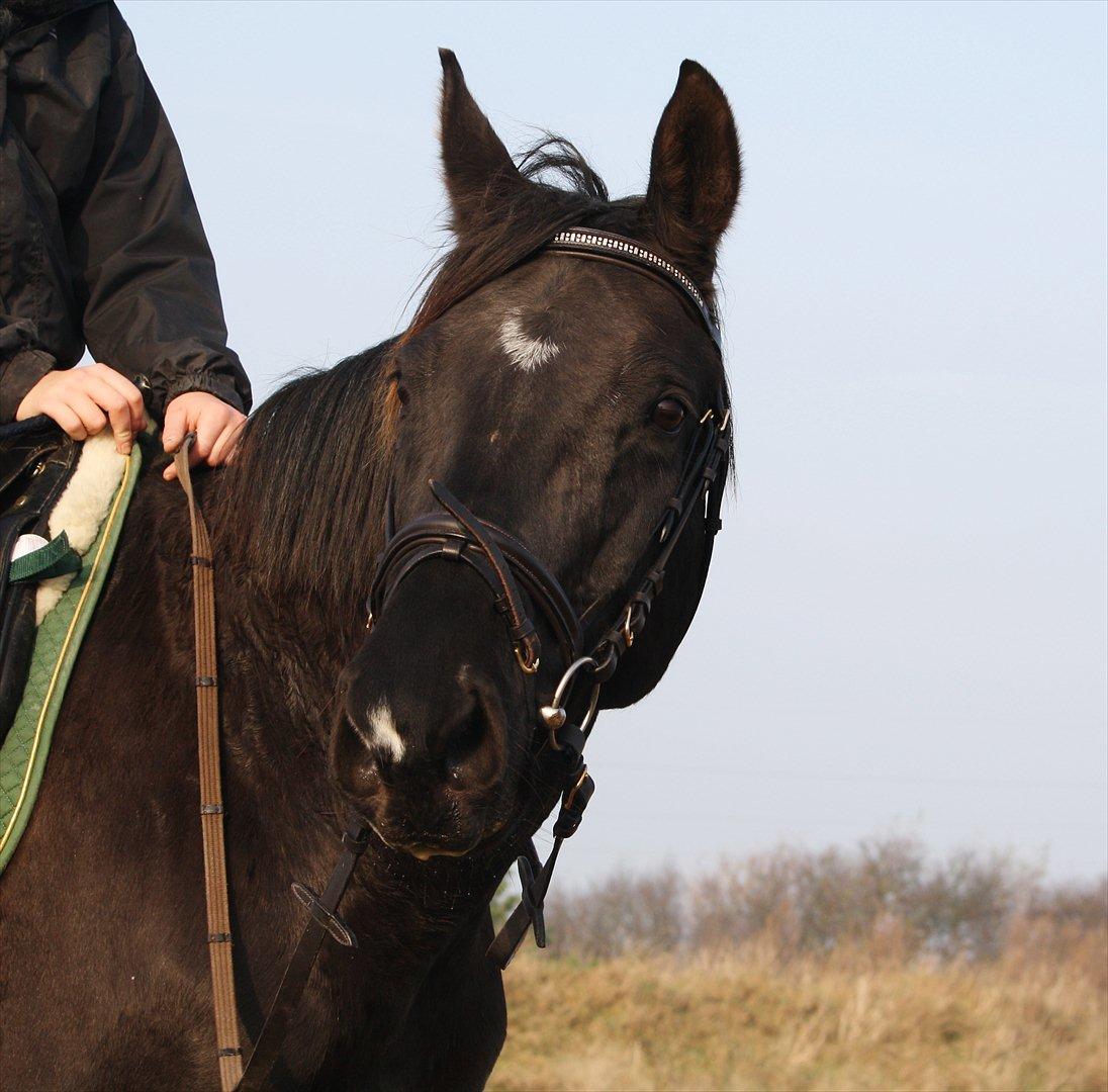 Dansk Varmblod Mahjong  billede 3