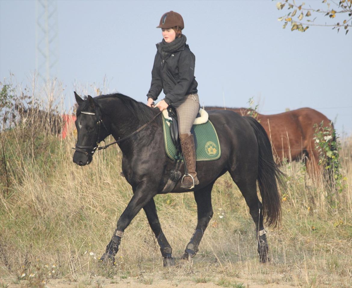 Dansk Varmblod Mahjong  - første gang jeg red hende (': billede 5