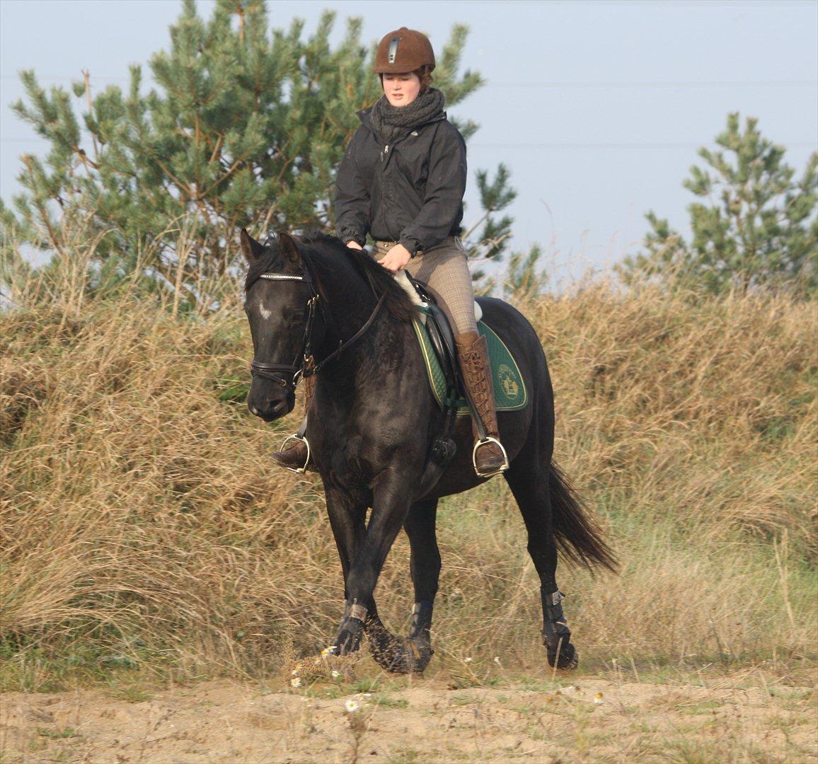 Dansk Varmblod Mahjong  - Første gang jeg red hende (': billede 6