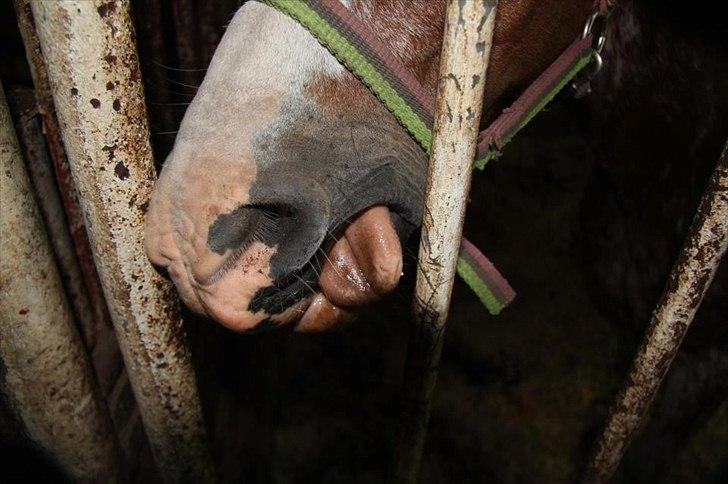 Welsh Pony (sec B) Teggi (SOLGT) billede 20