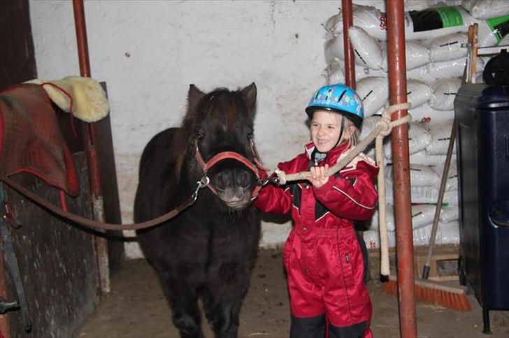 Shetlænder Anna-Bell billede 6