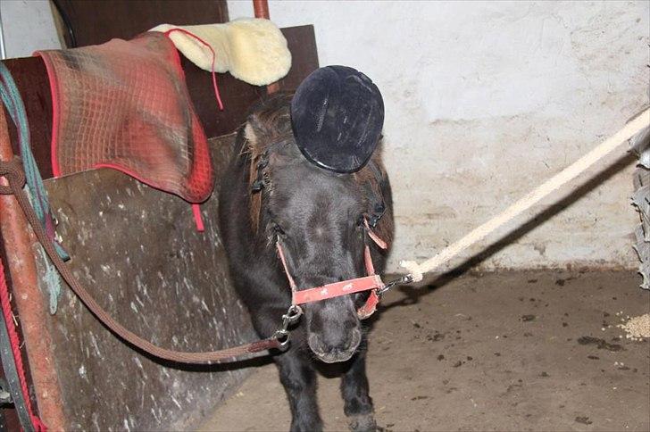 Shetlænder Anna-Bell - "man behøver ikke at skille sig ud" billede 3