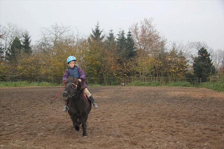 Shetlænder Anna-Bell billede 4