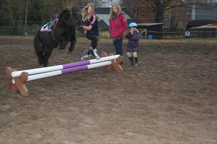 Shetlænder Anna-Bell billede 9