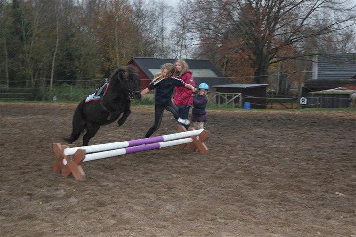 Shetlænder Anna-Bell - "selvom man er lille kan man godt springe højt" billede 1
