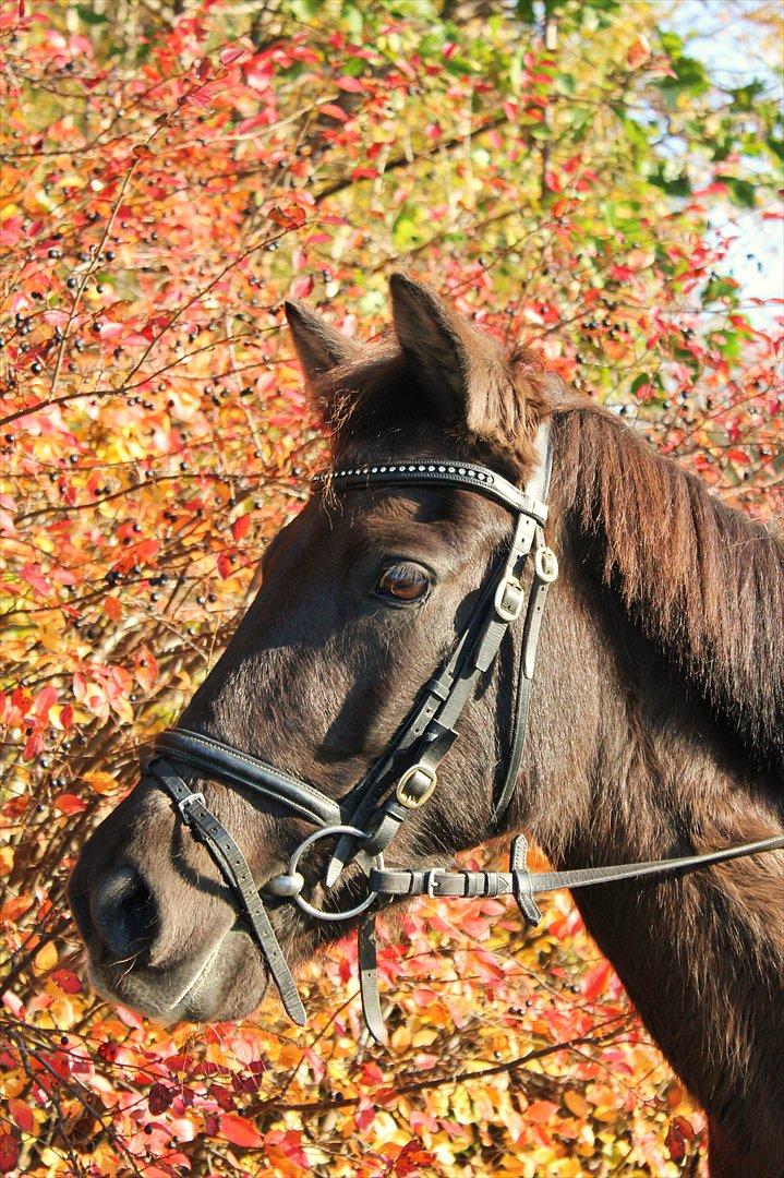 Anden særlig race Malou - En tur i det dejlige efterårsvejr :D Foto: Melissa billede 2