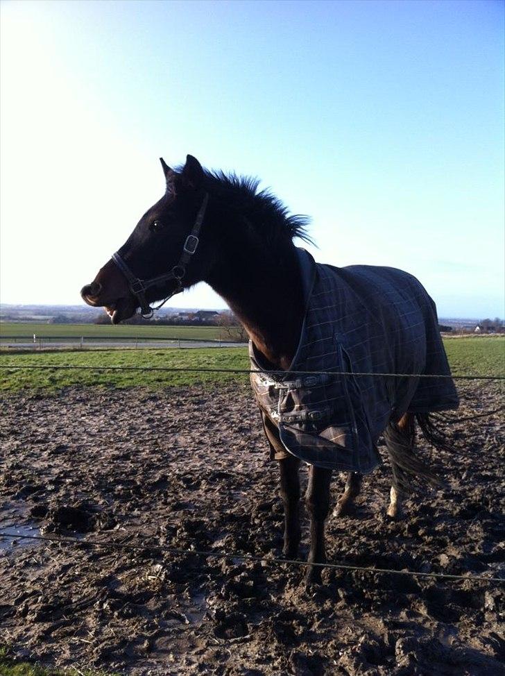 DSP Lille Asserholt Nickelodeon - En skøn vinter-pels-bamse ;-) billede 9