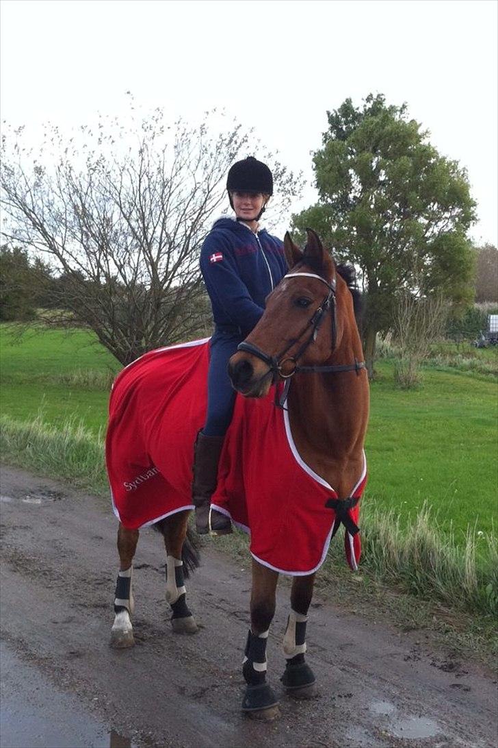 Welsh Cob (sec D) Altenahr Hovgård billede 19