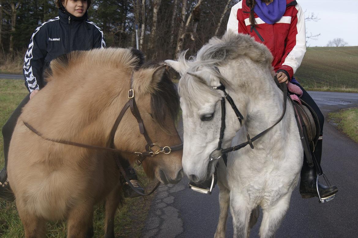 Anden særlig race Sunshine  billede 4