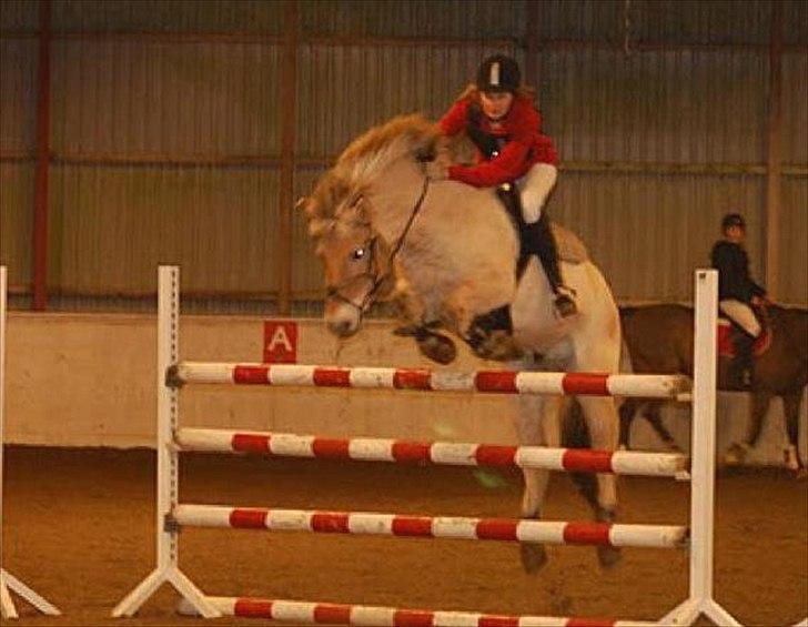 Fjordhest Micky (Penti) <3 - 120 til hippodrom. men veeeen<3 billede 7