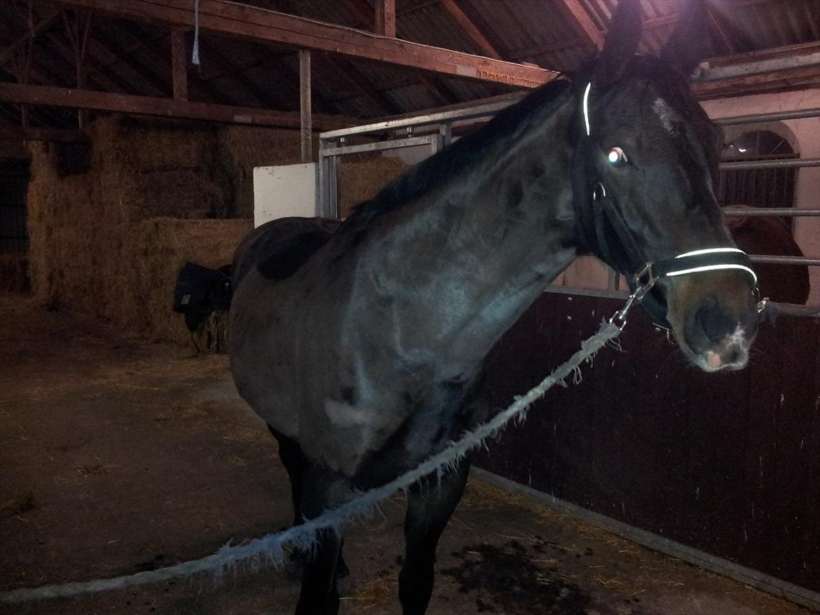 Oldenborg Verona Uhregaard billede 4