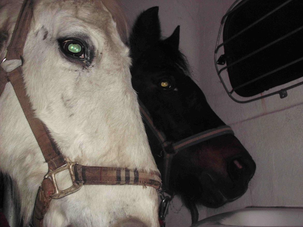 Anden særlig race † Sirbastian *soulmate* R.I.P † -  deres sidste køretur inden deres rejse over regnbuebroen.. jeg kan ikke sige farvel.. vil hellere sige "vi ses på den anden side" <3 billede 19