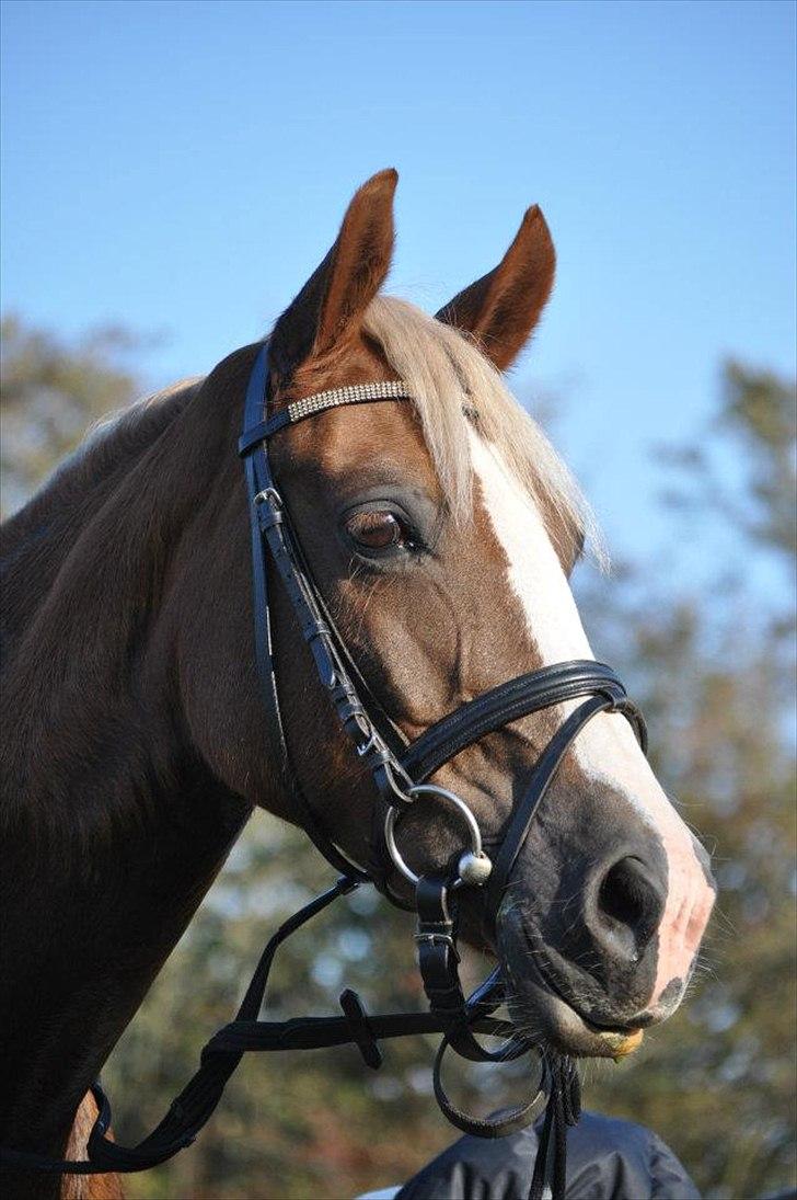 Welsh Cob (sec D) Mondetgårds Lady Duchess, sendt hjem :´( - foto LKB billede 14