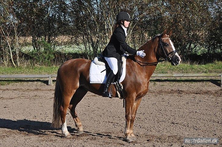 Welsh Cob (sec D) Mondetgårds Lady Duchess, sendt hjem :´( - foto LKB billede 15