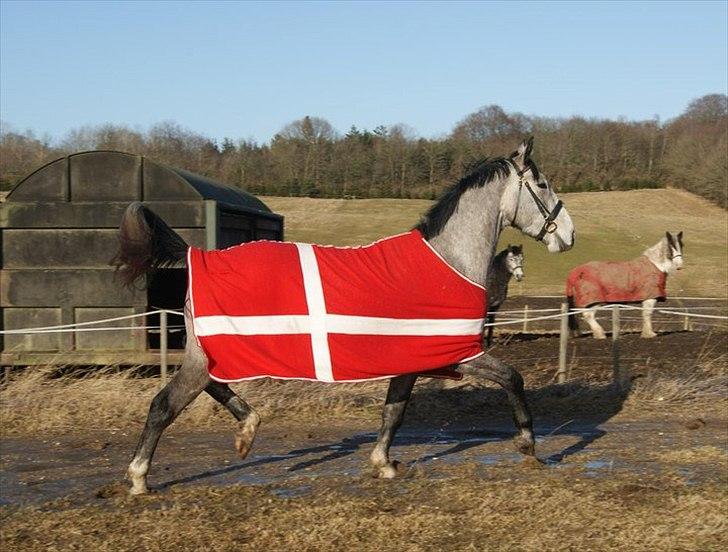 Anden særlig race Fritz billede 9