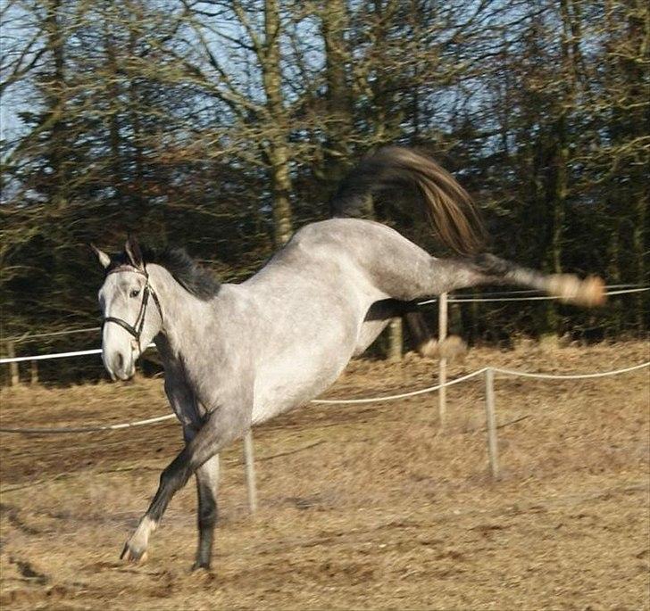 Anden særlig race Fritz billede 11