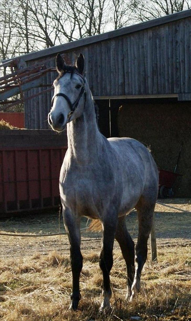 Anden særlig race Fritz billede 1