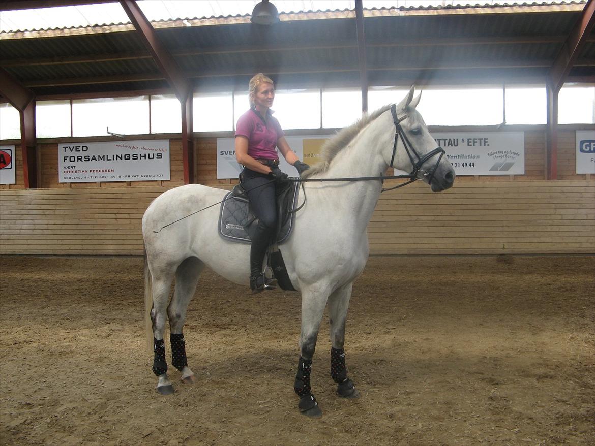 Dansk Varmblod Dørr's Ziggamon Blue - en træningsdag på Hovgård hos Dorthe Rohman billede 3