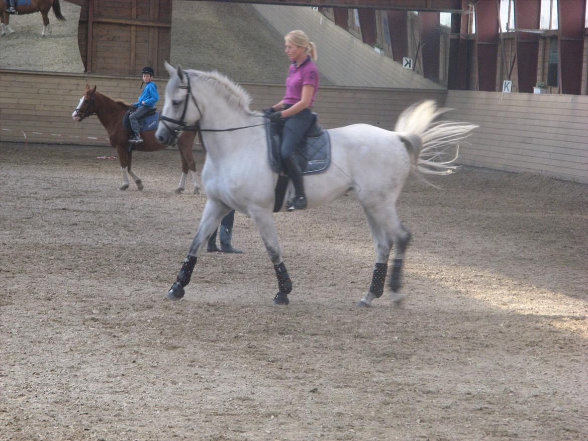 Dansk Varmblod Dørr's Ziggamon Blue billede 4