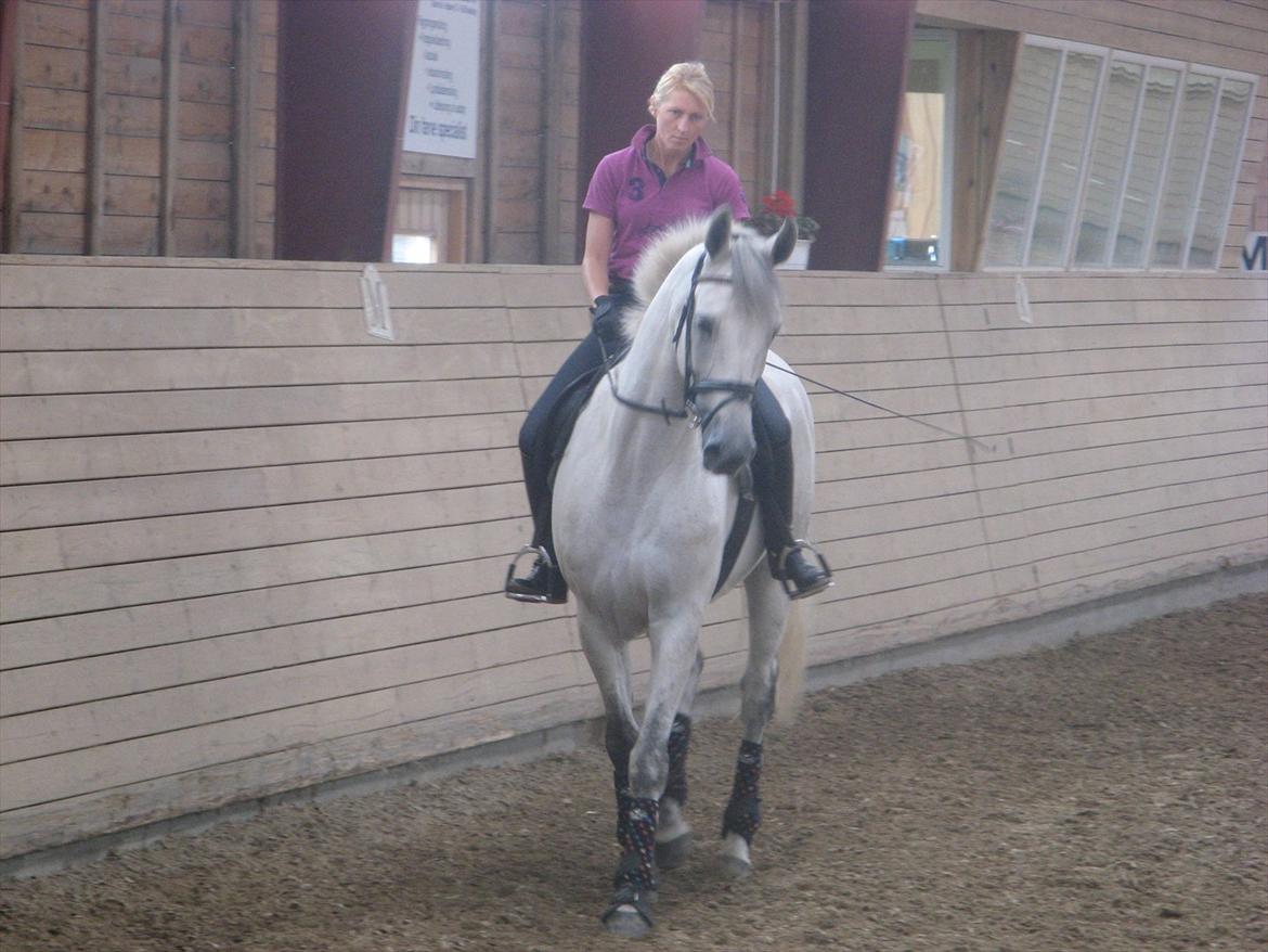 Dansk Varmblod Dørr's Ziggamon Blue - træning i august billede 5