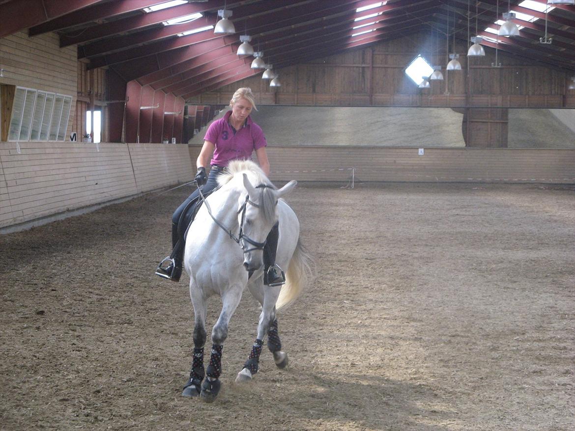 Dansk Varmblod Dørr's Ziggamon Blue billede 6