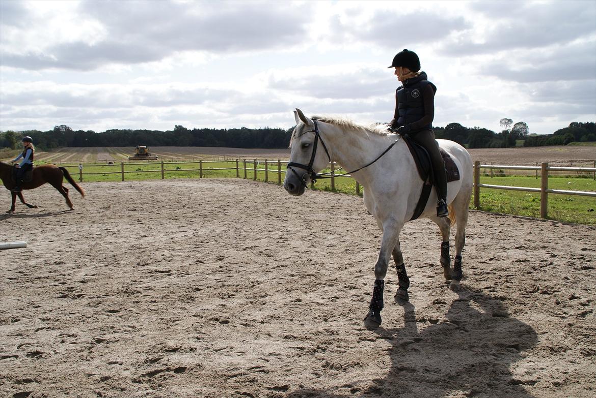 Dansk Varmblod Dørr's Ziggamon Blue - Slikmund på besøg hos mie og Holly billede 7