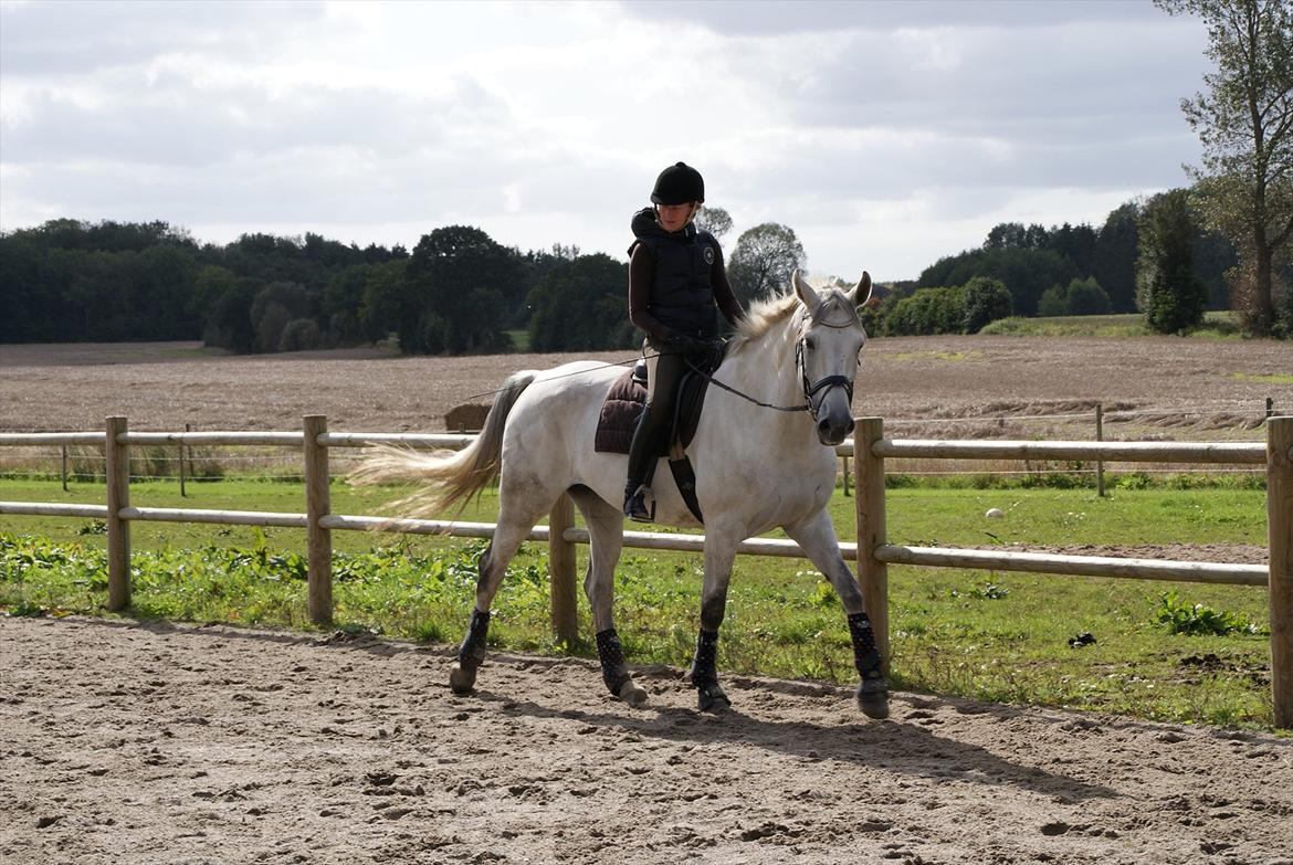 Dansk Varmblod Dørr's Ziggamon Blue billede 8