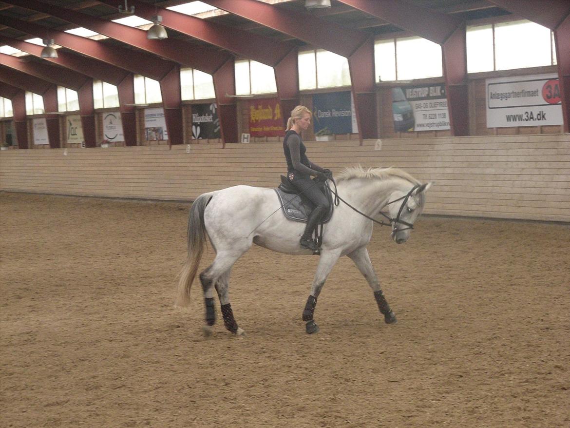 Dansk Varmblod Dørr's Ziggamon Blue billede 2