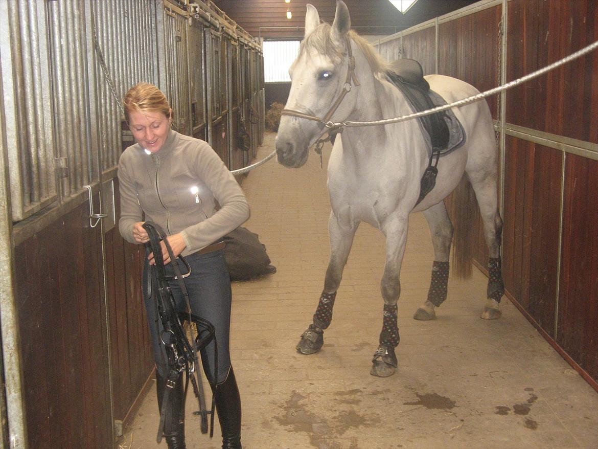 Dansk Varmblod Dørr's Ziggamon Blue - efter en hård dags træning hos Dorthe billede 9