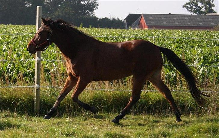 Gotlandsruss Hellestruplunds Geena (lånehest) - One day i will have you back and then we can fly together again <3 billede 20